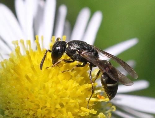 Réf. 208 062 : Microdynerus timidus